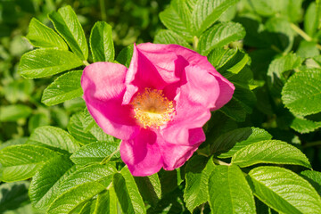 Blooming rose hip pink flower on background of green leaves, close up.