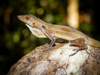 lizard on a rock