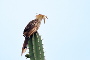 Guira Cuckoo (Guira guira), isolated, perched on top of a cactus feeding on a gecko