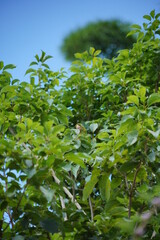 Obraz premium White-eyed Parakeet Bird perched on branch