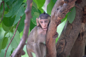 可愛いサル
