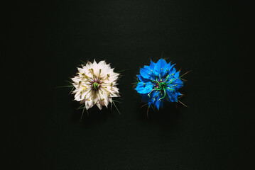 Artistic composition of wild flowers isolated on black background in a studio with beautiful white and purple petals.