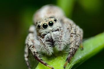 This photo of the spider was taken around the  Mountains in  Jayapura, Papua Indonesia. With a funny face, this spider is not dangerous.

