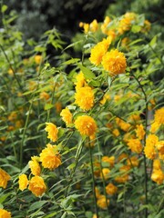 黄色いヤマブキの花