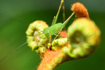 The Grasshopper Throne