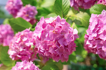 Fototapeta premium Pink hydrangea buds bloom on a branch with juicy green leaves around, walk on warm spring day in the park or in the garden, close up, blurred background.