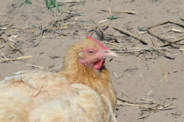 Close Up of Yellow Hen
