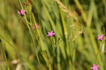 Close Up Purple Wild Flower