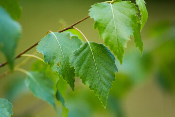 green birch leaves on the background of green nature - obrazy, fototapety, plakaty