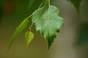 green birch leaves on the background of green nature - obrazy, fototapety, plakaty