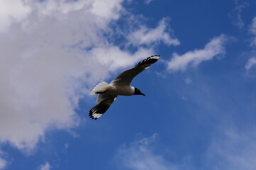 Black and White Seagull Flying - Flight Centre