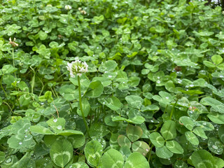雨の日の公園のシロツメクサ