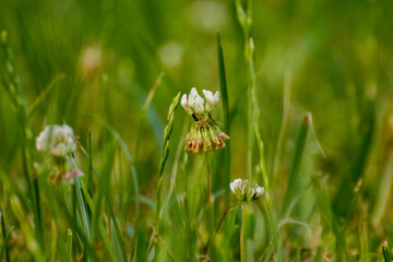 white flowers of clover among green grasses