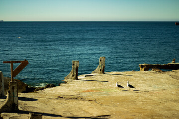 Gaviotas