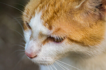 face profile of a ginger cat with a white muzzle © Paulina