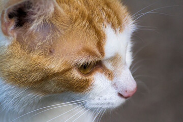 face profile of a ginger cat with a white muzzle