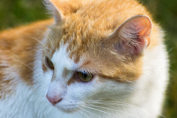 face profile of a ginger cat with a white muzzle © Paulina