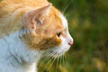 face profile of a ginger cat with a white muzzle © Paulina