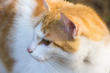 face profile of a ginger cat with a white muzzle