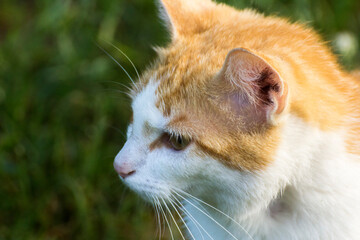 face profile of a ginger cat with a white muzzle © Paulina