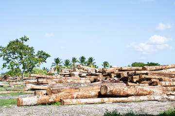 stack of logs survey, wooden logs in a sawmill