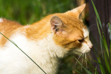 ginger cat eats green grass © Paulina