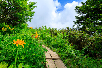 ニッコウキスゲ　秋田県北秋田市　森吉山　7月