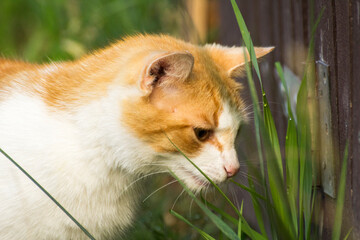 ginger cat eats green grass © Paulina