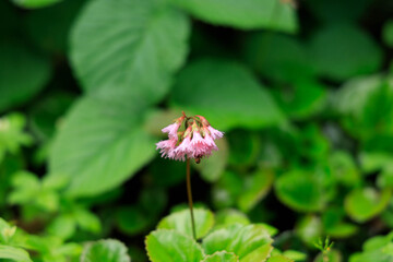 イワカガミ　花　高山植物