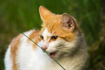 ginger cat eats green grass © Paulina