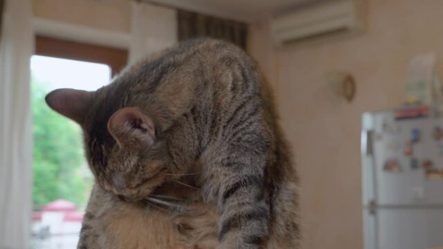 Adorable Fluffy Tabby Kitty With Long Whiskers Cleans Fur Licking Body In Light Kitchen At Home Extreme Close Low Angle Shot