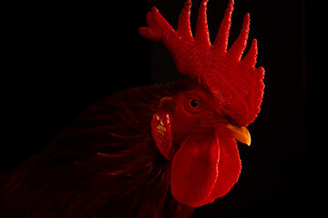Gallo de noche, granja, ave, animal © MikeCastelán