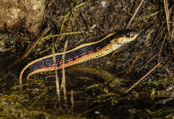 A snake eating a fish close to the water. 