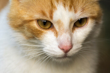face of a red cat close-up from the front © Paulina
