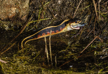 A snake eating a fish close to the water. 