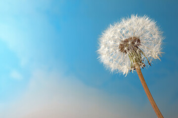 Beautiful dandelion flower on light blue background. Space for text