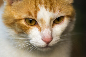 face of a red cat close-up from the front © Paulina