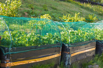 Small garden in plastic pots and pallet collars. View of strawberry plants in pallet collars with protected with bird netting. Sweden.
