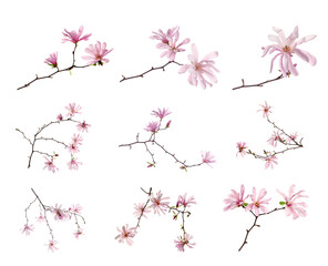 Magnolia tree branches with beautiful flowers on white background, collage