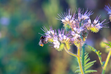 bumblebee pollinates flower. Colorful wildflowers in backlit evening sunlight. The nature of floral botany