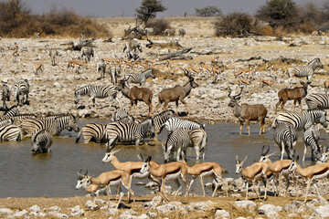 Greater kudus, springboks, and Burchell's (common, plains) zebras at waterhole, Okaukuejo, Etosha National Park, Namibia - obrazy, fototapety, plakaty