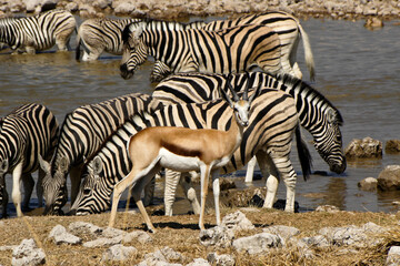 Obraz na płótnie Canvas Springboks and Burchell's (common, plains) zebras at waterhole, Okaukuejo, Etosha National Park, Namibia