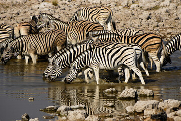 Fototapeta na wymiar Burchell's (common, plains) zebras drinking at waterhole, Okaukuejo, Etosha National Park, Namibia