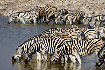 Fototapeta na wymiar Burchell's (common, plains) zebras drinking at waterhole, Okaukuejo, Etosha National Park, Namibia