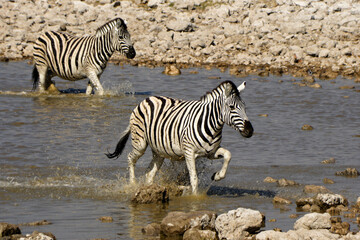 Fototapeta na wymiar Burchell's (common, plains) zebras at waterhole, Okaukuejo, Etosha National Park, Namibia
