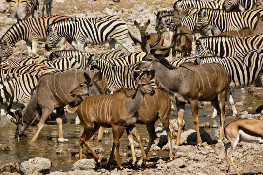 Greater kudus and Burchell's (common, plains) zebras at waterhole, Okaukuejo, Etosha National Park, Namibia