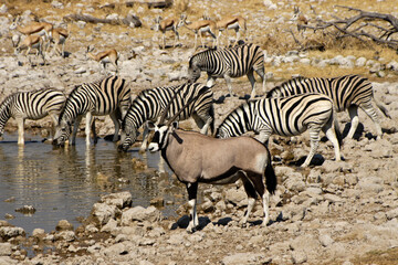 Obraz na płótnie Canvas South African oryx (gemsbok), Burchell's (common, plains) zebras, and springboks at waterhole, Okaukuejo, Etosha National Park, Namibia