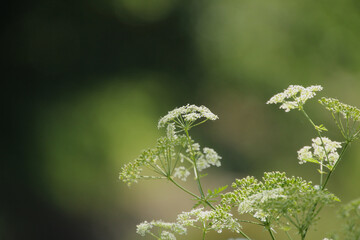 Forced Focus Queen Annes Lace