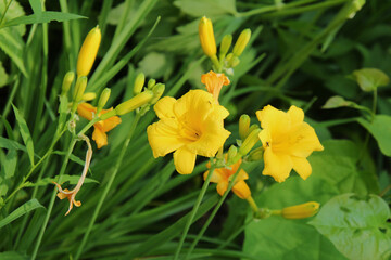 Orange Lily with Ants