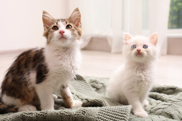 Cute kittens on knitted plaid at home. Baby animals